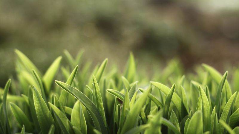 Зеленая трава, 5k, 4k, макро (horizontal)