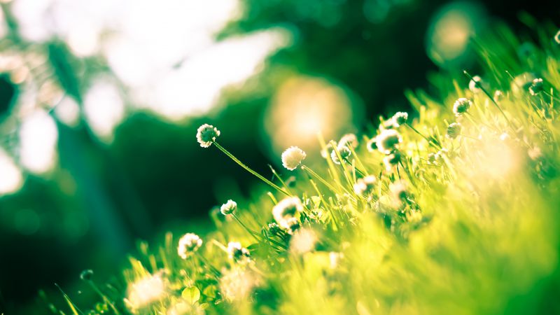 Клевер, 4k, HD, трава, поле, цветок (horizontal)