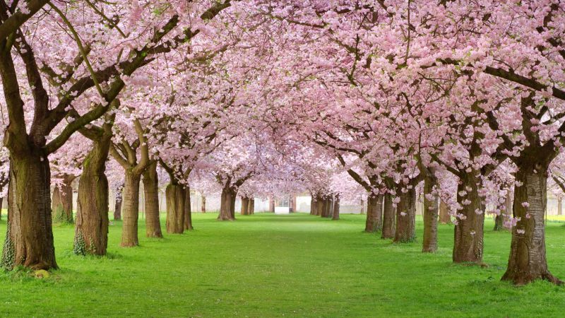 Деревья, 4k, HD, цветы, парк, розовый (horizontal)