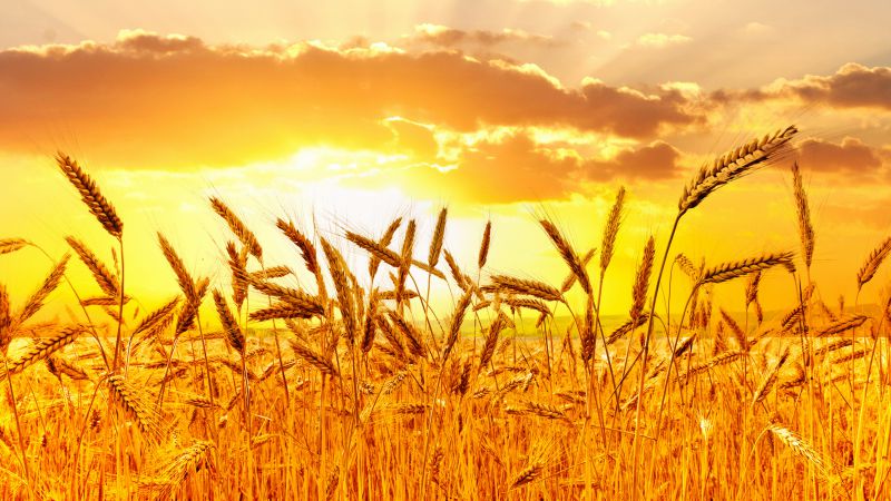 пшеница, 5k, 4k, луга, закат (horizontal)