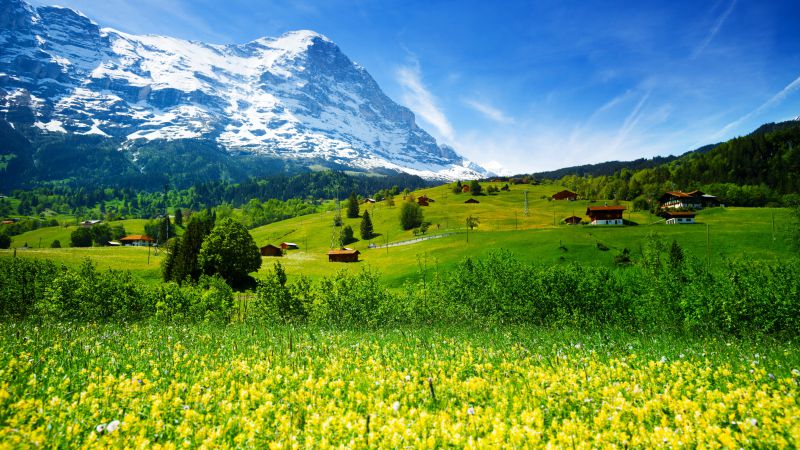 Швейцария, 5k, 4k, горы, луга, полевые цветы (horizontal)
