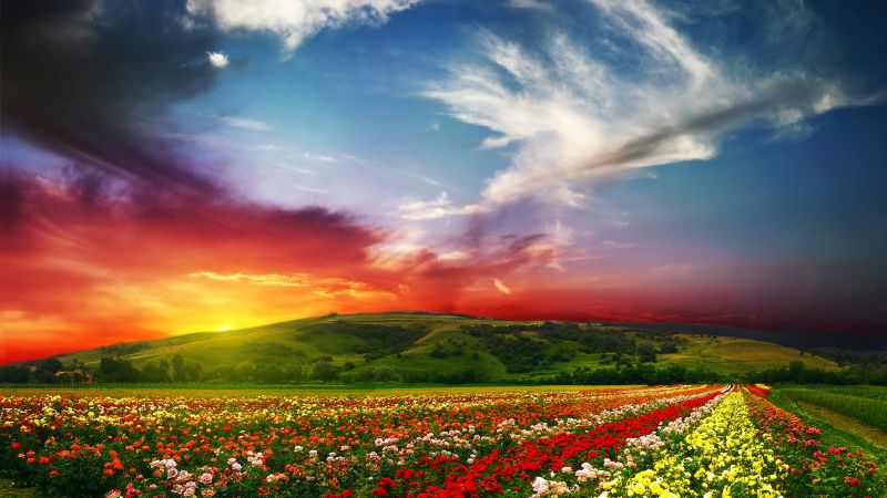 Индия, 5k, 4k, Долина Цветов, Луга, розы, закат, облака (horizontal)