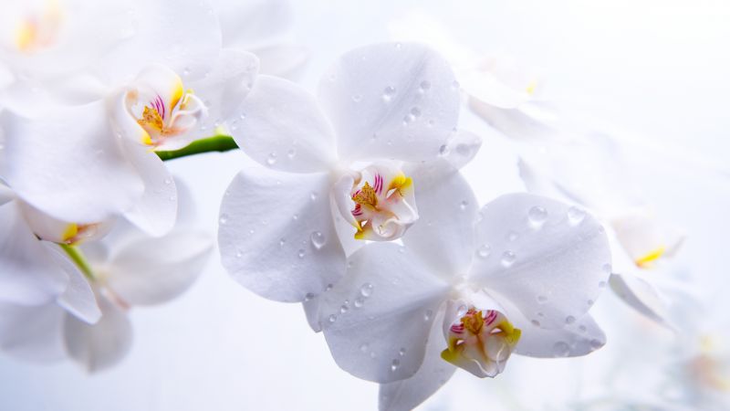 орхидея, 5k, 4k, цветы, макро, белый (horizontal)