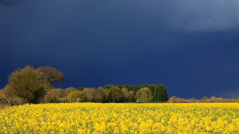 Луга, 5k, 4k, полевые цветы, небо, облака (horizontal)
