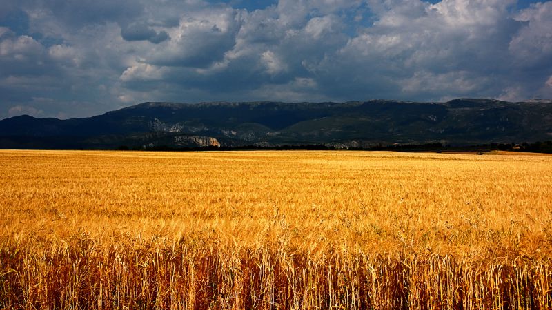 Плато-де-Валенсоль, 5k, 4k, 8k, Франция, луга, пшеница, облака (horizontal)