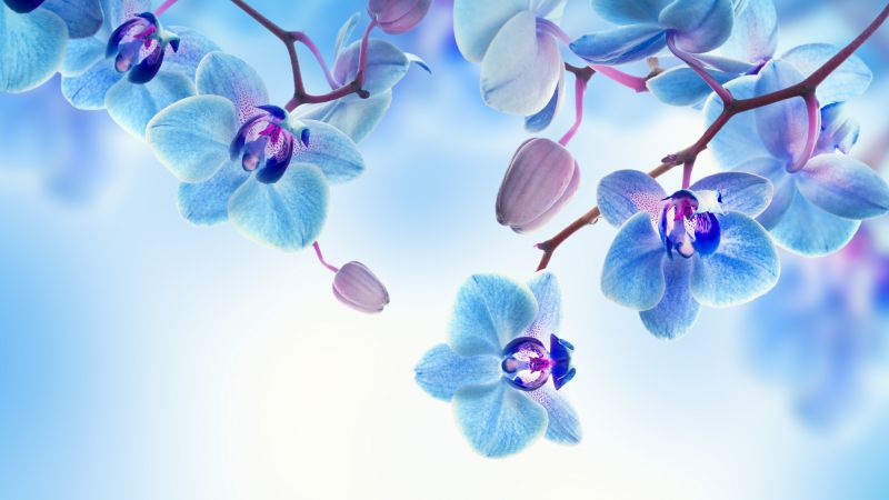 Орхидея, 5k, 4k, цветы, синий, белый (horizontal)