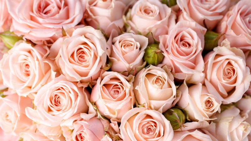 Розы, 5k, 4k, 8k, цветы, розовый (horizontal)
