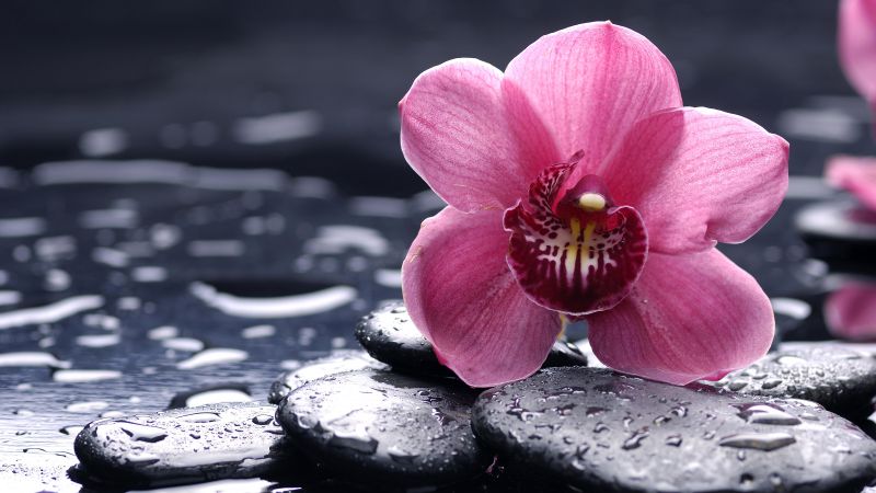 Орхидея, 5k, 4k обои, 8k, HD, цветы, капли, розовый (horizontal)