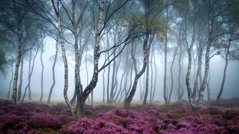 Стэнтон Мур, 5k, 4k, Пик Дистрикт, Великобритания, Лес, полевые цветы, туман (horizontal)