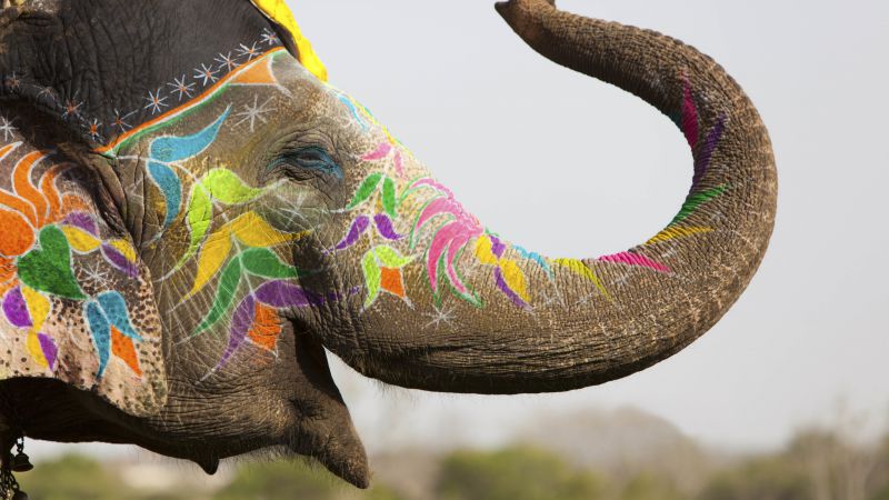Слон, Индия, милые животные (horizontal)