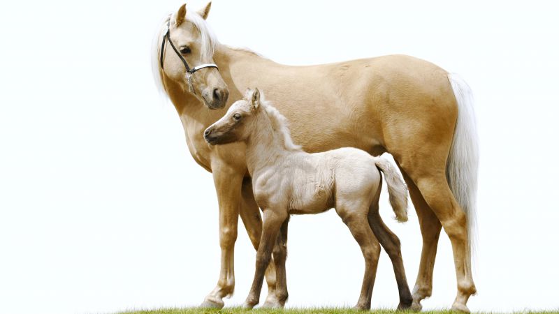 Лошадь, белые, милые животные (horizontal)