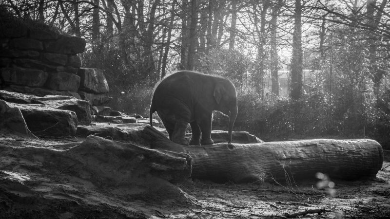 Слон, лес, солнечный свет (horizontal)
