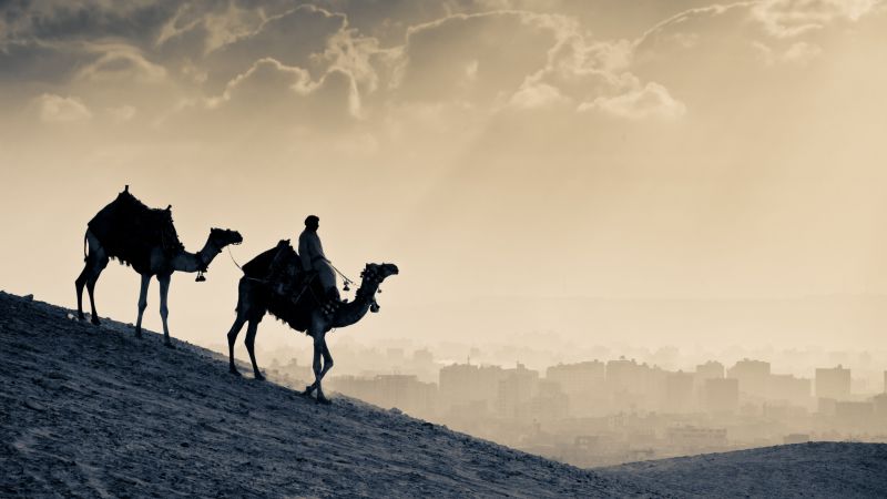 Верблюд, пустыня, закат (horizontal)