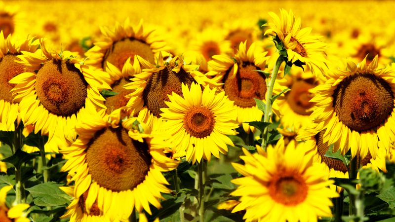 Подсолнухи, 5k, 4k, 8k, цветы, поле, желтый (horizontal)