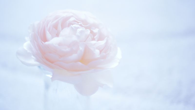Камелия, 5k, 4k, 8k, цветок, розовый (horizontal)