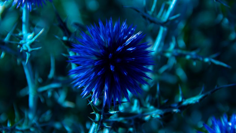 Шардон, 5k, 4k, цветы, синий (horizontal)