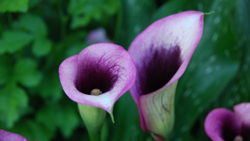 Калла, 5k, 4k, цветы, фиолетовый (horizontal)