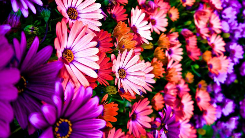 Цветы, 5k, 4k, Гибискус, цвета (horizontal)