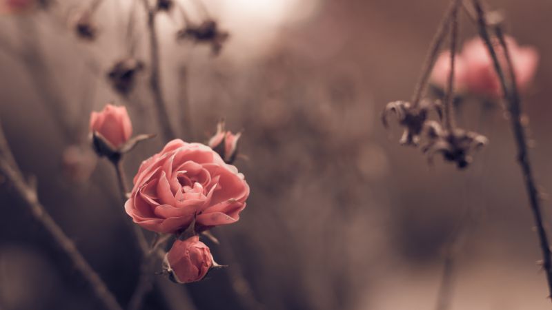 Роза, 5k, 4k, весна, цветы, размытость (horizontal)