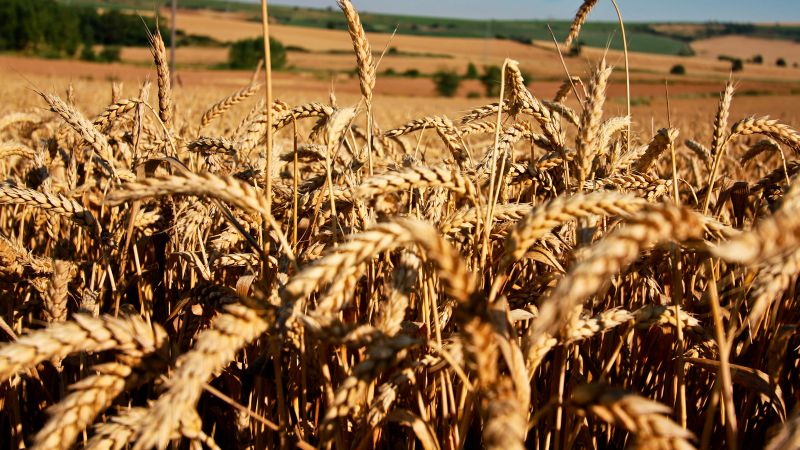 Луга, 5k, 4k, пшеница, поле (horizontal)