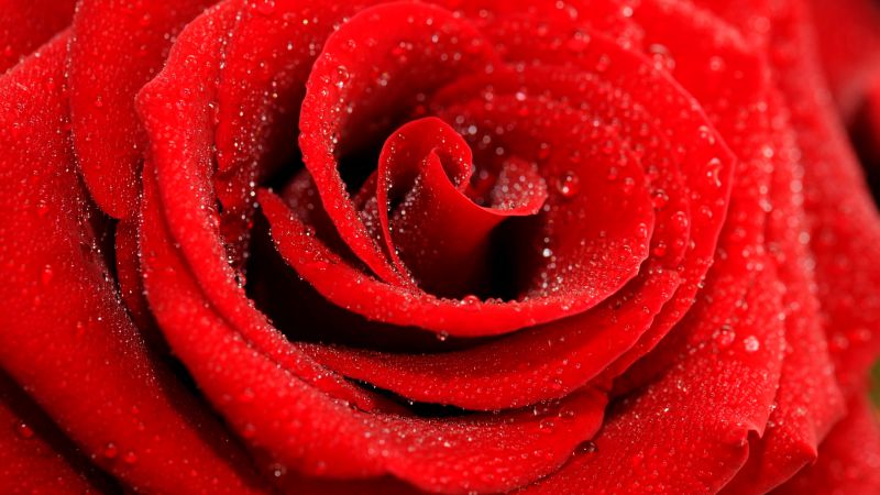 Роза, 5k, 4k, макро, красный (horizontal)