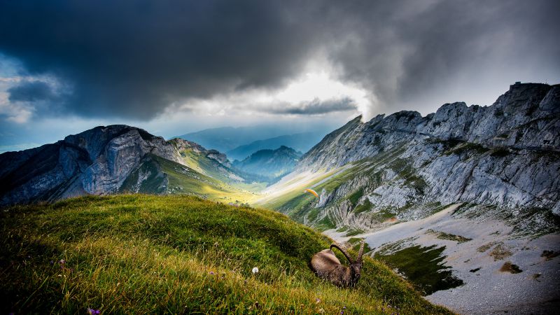 Гора Пилатус, 5k, 4k, Швейцария, Горы, луга, козел, облака (horizontal)