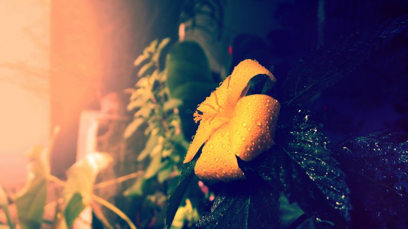 Лилия, 5k, 4k, цветы, солнце, желтый (horizontal)