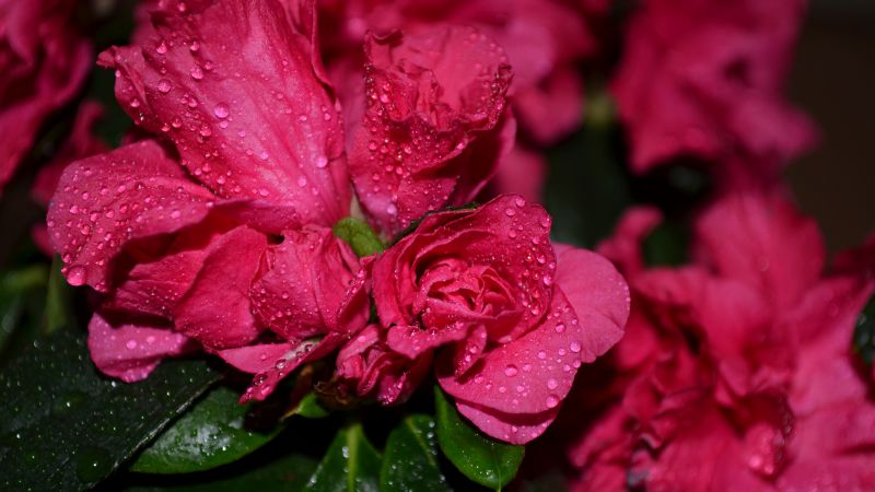 Розы, 5k, 4k, цветы, капли, красный (horizontal)