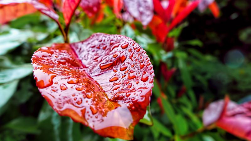 Листья, 5k, 4k, капли, дождь, осень (horizontal)