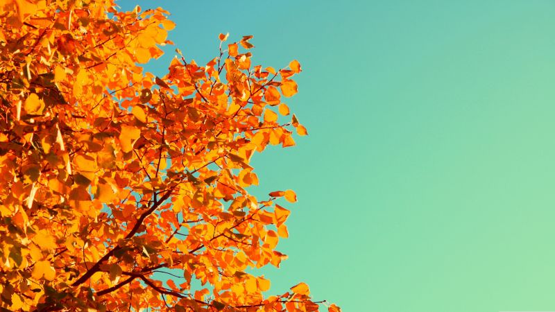 Дерево, 5k, 4k, небо, осень, желтые листья (horizontal)