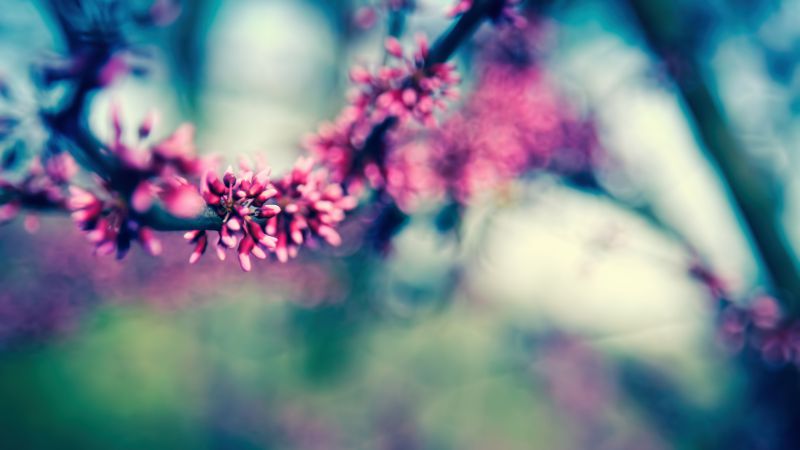 Ветка, 4k, HD, цветение, весна (horizontal)