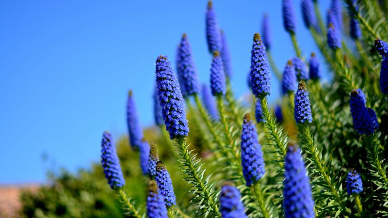 Гортензия, 5k, 4k, цветы, луга, синий (horizontal)
