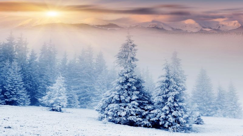Деревья, 5k, 4k, сосны, горы, снег, зима, закат (horizontal)
