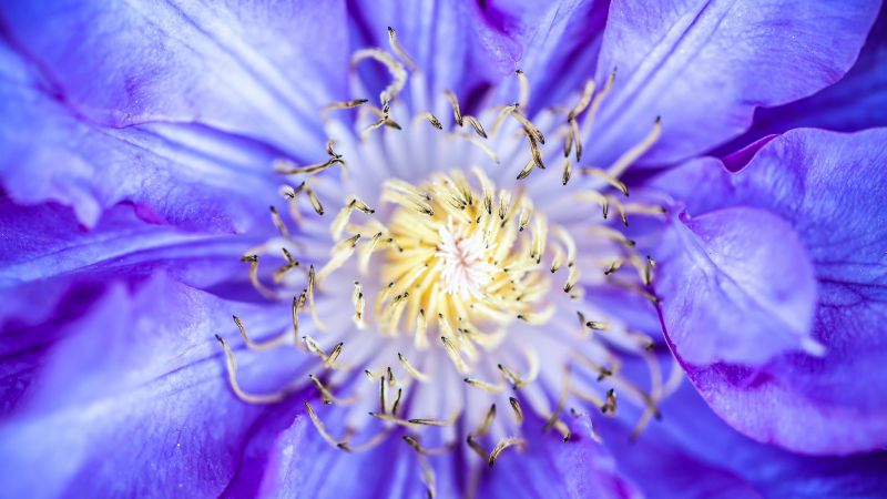 Клематисы, 5k, 4k, цветы, макро, фиолетовый (horizontal)