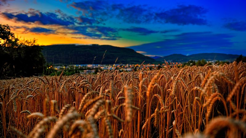 Пшеница, 4k, 5k, поле, закат, облака, холмы (horizontal)