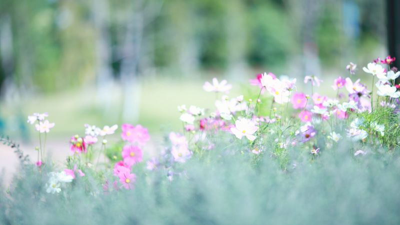 Луга, 5k, 4k, полевые цветы, цветы, весна (horizontal)