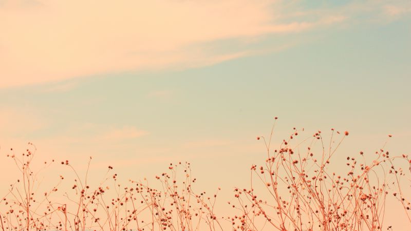 Луга, 5k, 4k, полевые цветы, облака, небо (horizontal)