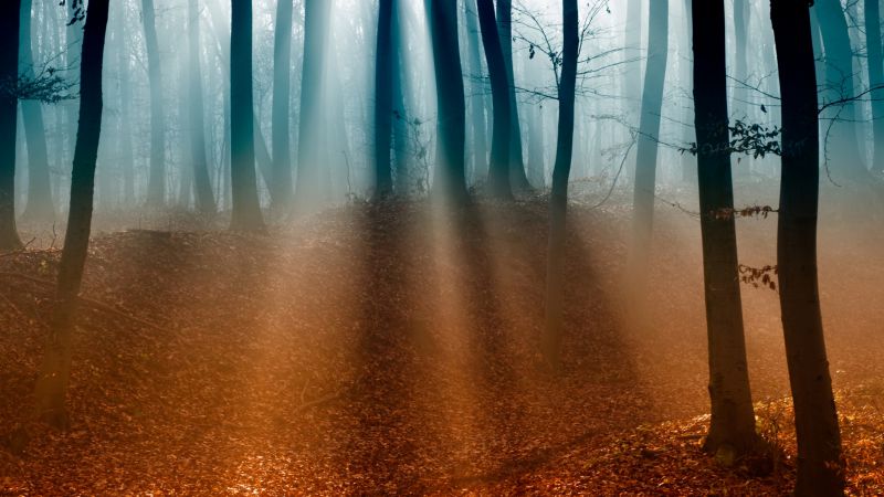 Лес, 4k, 5k, деревья, солнечный свет, туман, осень (horizontal)