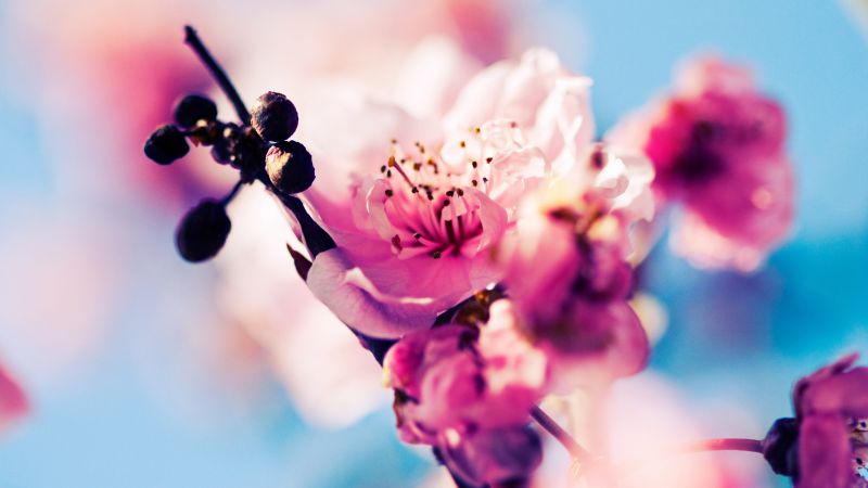 Вишня, 4k, 5k, цветение, ветка, весна, розовый (horizontal)