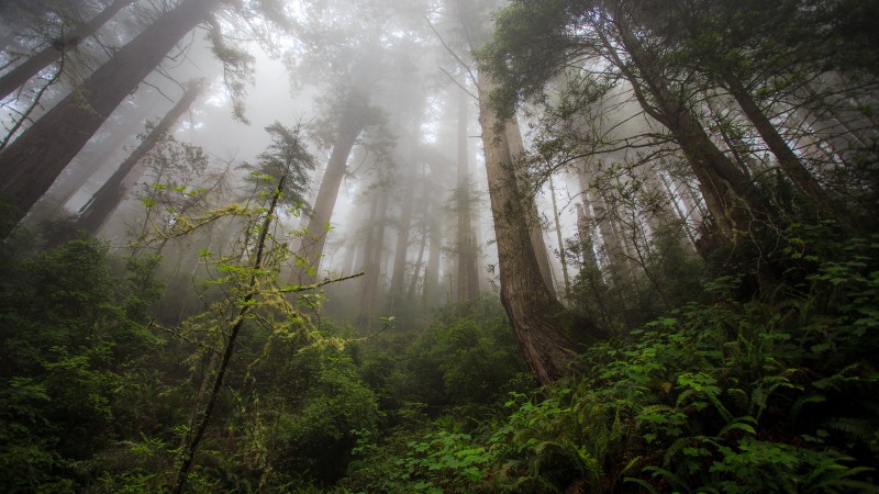 туман, 4k, HD, лес, зелень, растения (horizontal)