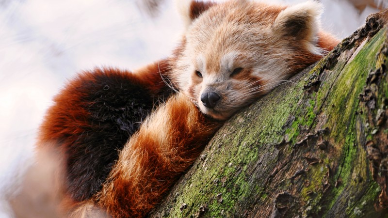 Красная панда, лежит, спит, зоопарк, зима, животное, животные (horizontal)