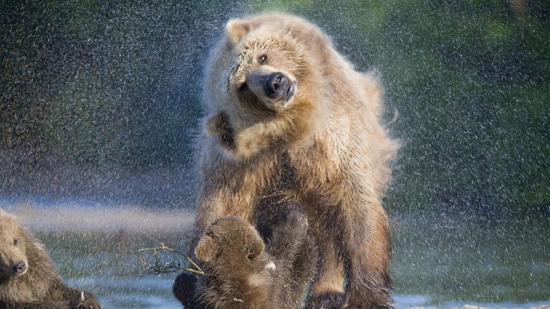 Медведь, Камчатка, Россия (horizontal)