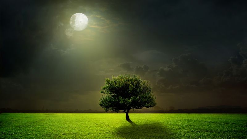 Луга, 5k, 4k, луна, деревья, ночь (horizontal)