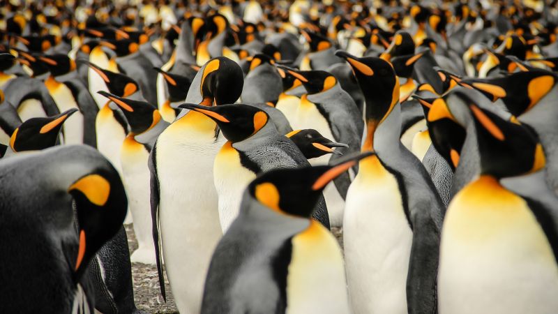 Королевские пингвины, Южная Грузия, птицы, 2015 Sony World Photography Awards (horizontal)