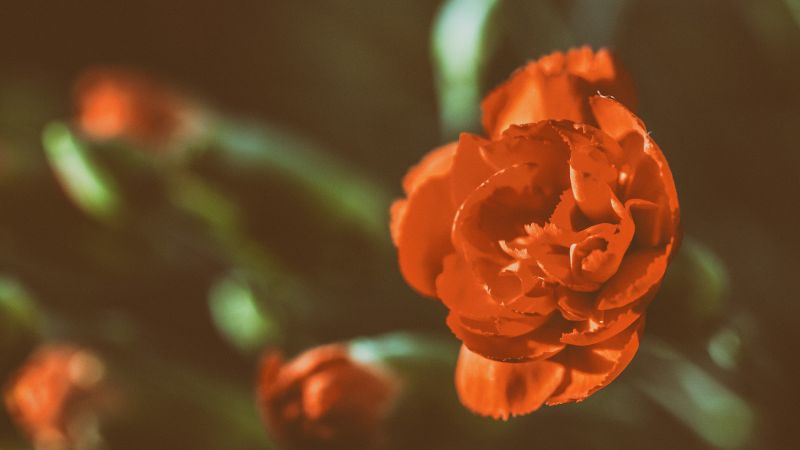 Роза, 5k, 4k, красный, цветы (horizontal)