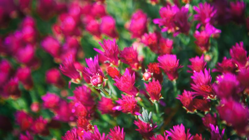 Полевые цветы, 5k, 4k, луга, цветы, розовый (horizontal)