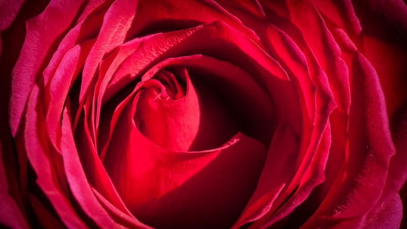 Роза, 4k, 5k, красный, макро, цветы (horizontal)