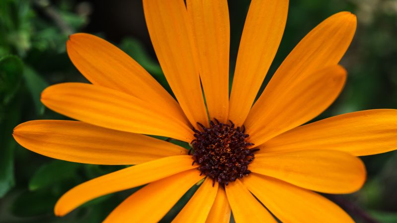 Макро, 5k, 4k, цветок, оранжевый (horizontal)