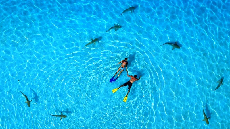 Французская Полинезия, 5k, 4k, отдых, отдых, путешествия, бронирование, океан, дайвинг, акулы (horizontal)