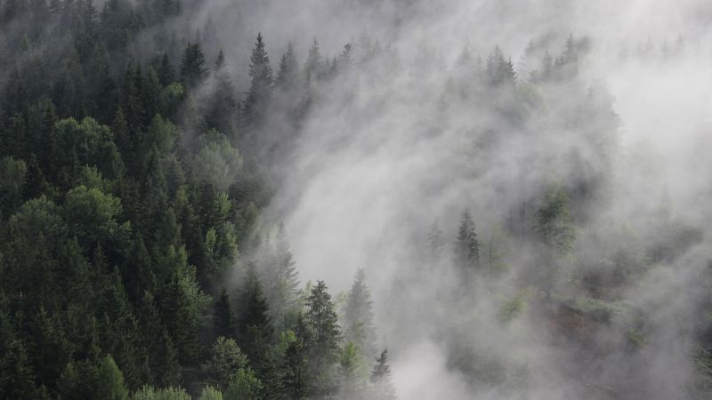 Австрия, 4k, 5k, 8k, лес, туман, сосны (horizontal)